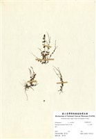 藏品(小二仙草)的圖片